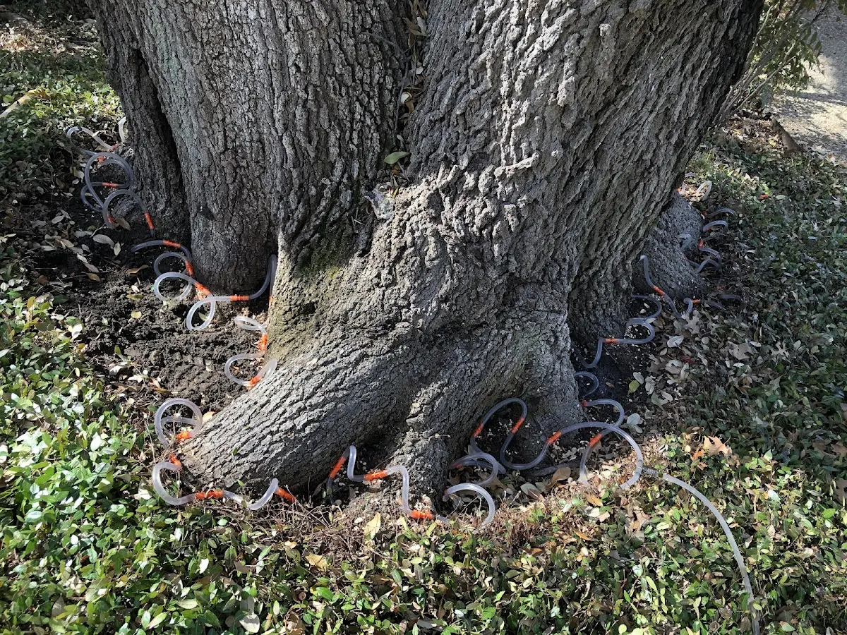 Detailed Tree Cabling and Bracing job site in Collingswood