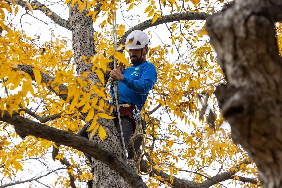 Skilled Tree Transplanting crew working in Collingswood